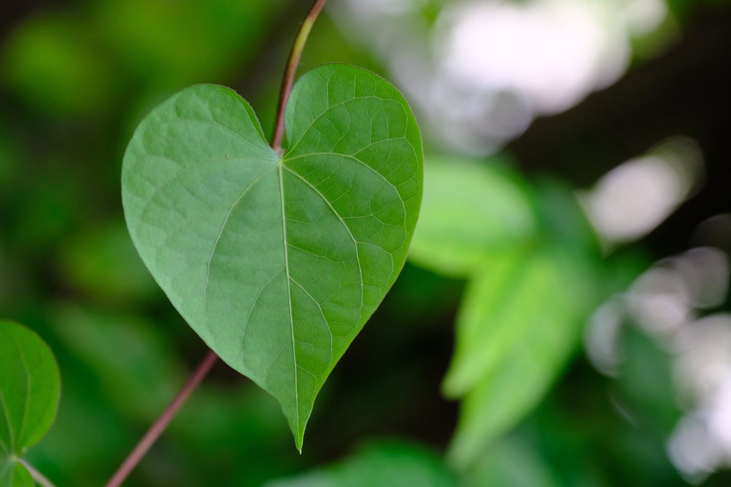 10 Adorable Plants with Heart-Shaped Leaves to Create a Hearty Haven Indoors!