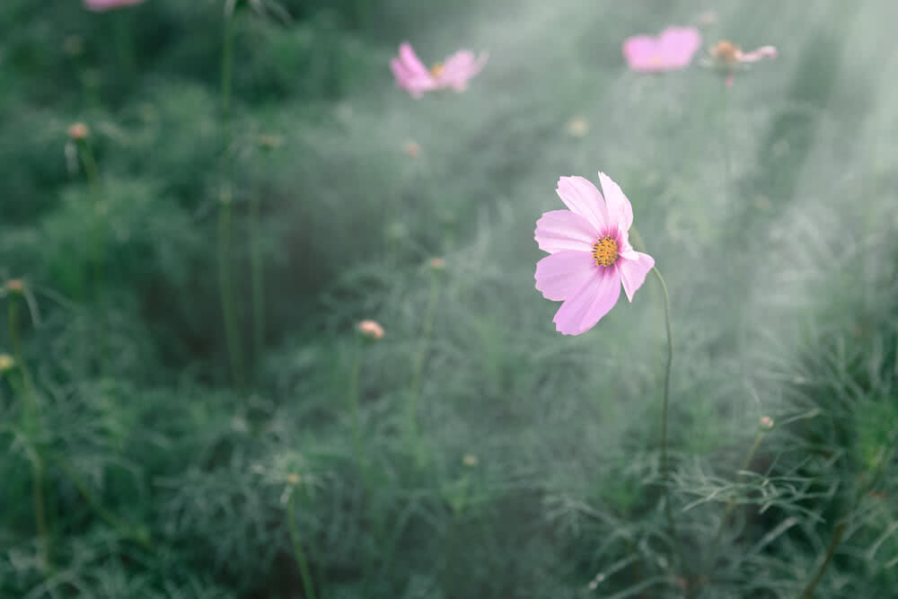 Spring Cosmos Growing Cosmos – Ugaoo