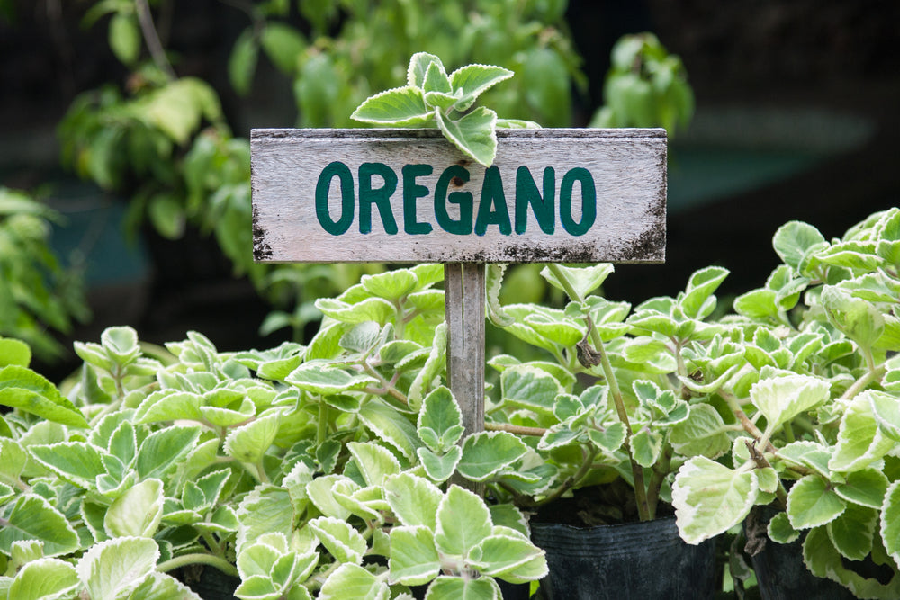 How to Grow Oregano from Seeds: A Simple Guide!
