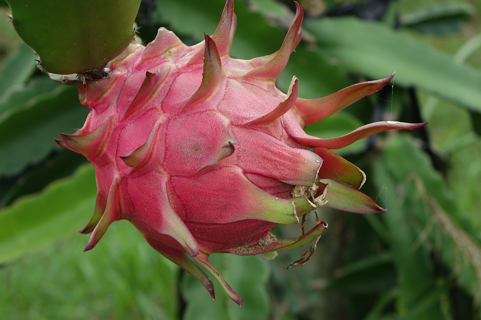Dragon Fruit- Steps for picking the Ripe One!