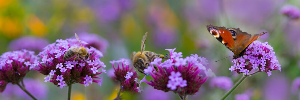 Creating A Garden For Pollinators: Things You Can Do