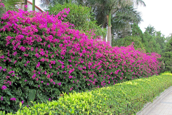 Top 10 Hedge Plants in India for Live Fencing
