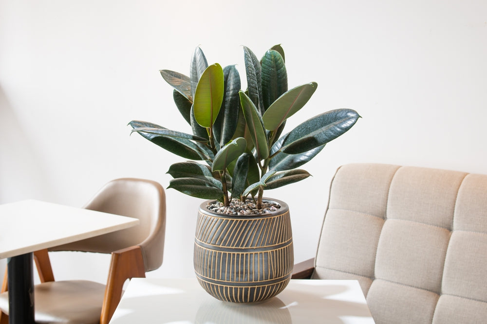 Types of Ficus Plants to Grow at Home – Ugaoo
