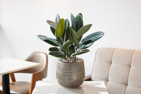 Types of Ficus Plants You Can Grow