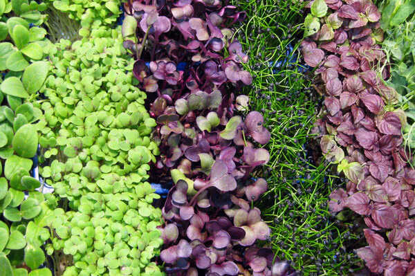 Growing Microgreens at home: The superfoods.