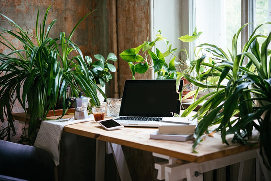 Office Plants at a Workspace
