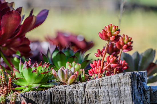 10 Drought-Resistant Plants: Enhancing Your Garden with Water-Smart Choices