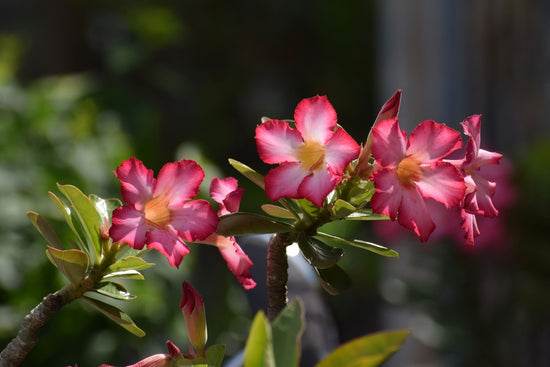 Caring for and Growing the Desert Rose Plant