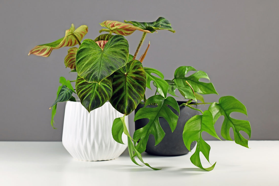 Why are indoor plants so expensive?