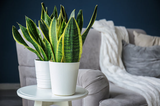 Plant Care for Dummies : Snake Plant