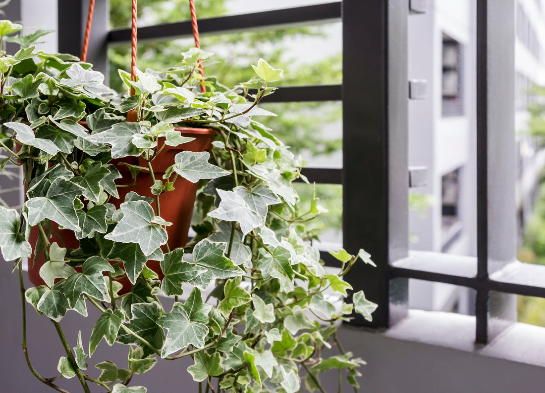 English Ivy Plant 101 Everything You Must Know