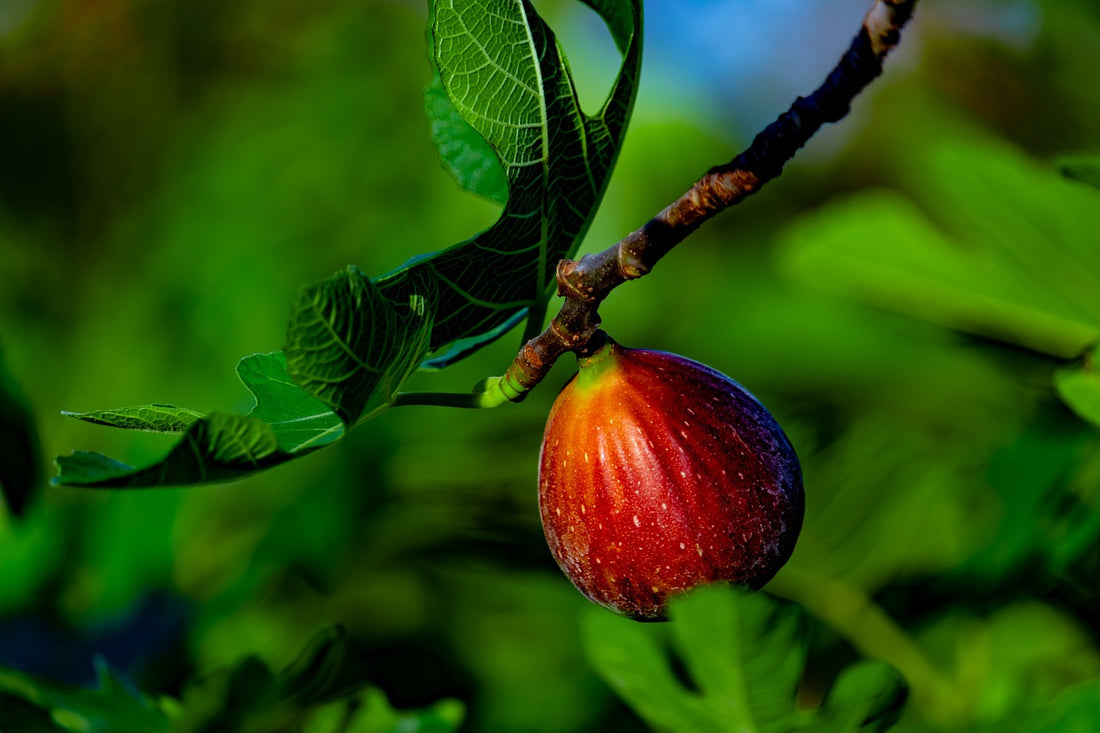 How To Grow Sweet Fig Plant (Anjeer)?