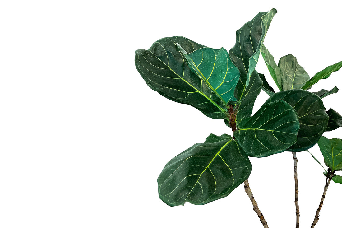 Plant care for dummies - Fiddle leaf fig