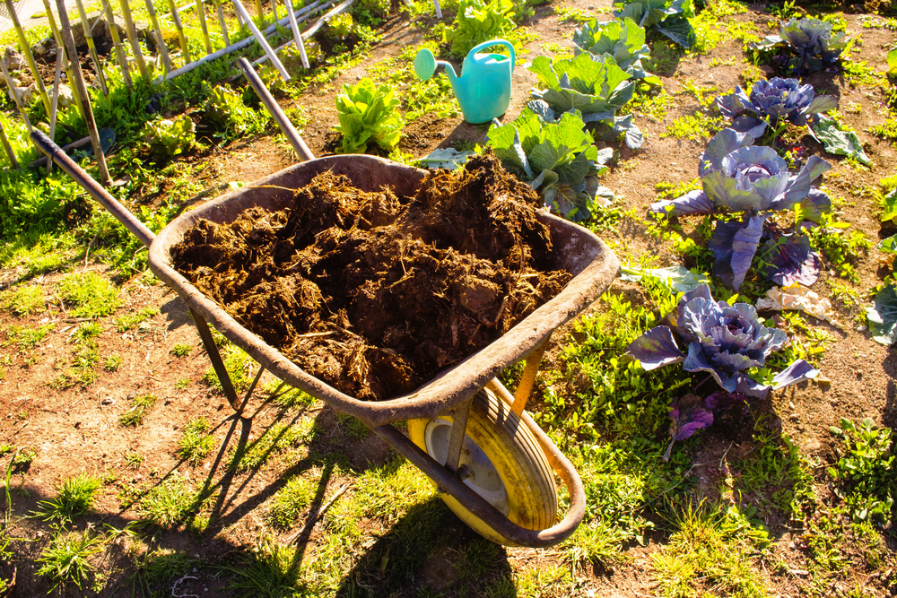 Adding Manure to Garden Soil: All You Need to Know