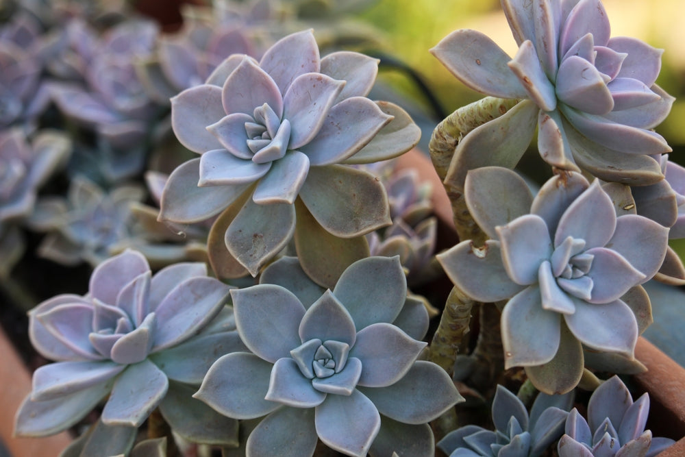 Ghost Plants: Care, Varieties, and Succulent Beauty