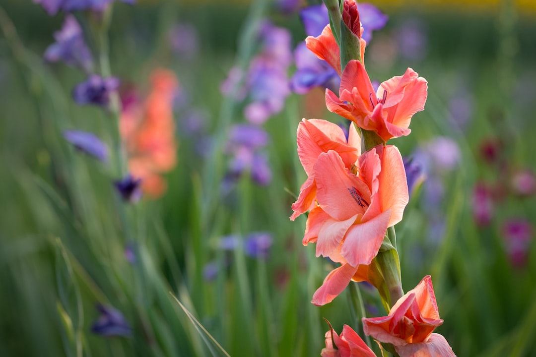 Growing Gladiolus Plants: What Colour is your Favourite?