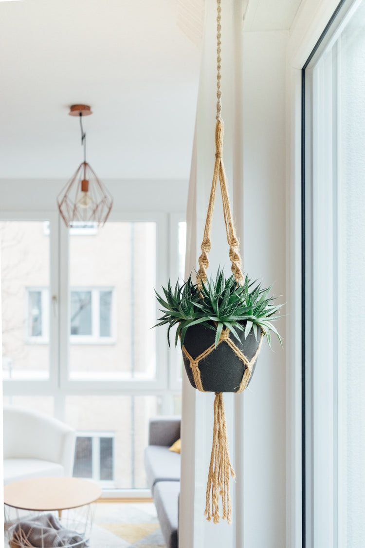 7 Best Hanging Indoor Plants for Your Home