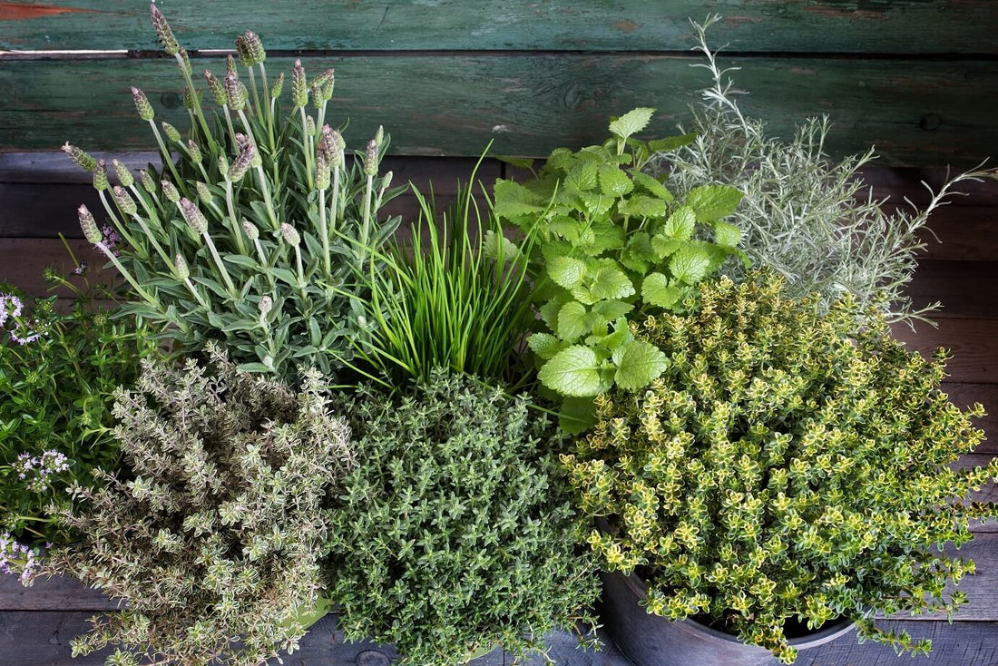 A to Z of Starting Your Own Herb Garden