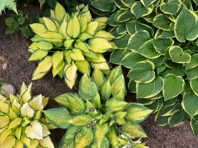 Hosta Plants: Types, Care, and Growing Tips for Stunning Gardens – Ugaoo