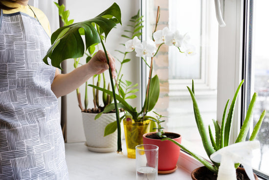 Indoor plants which are Easy to Take Care of
