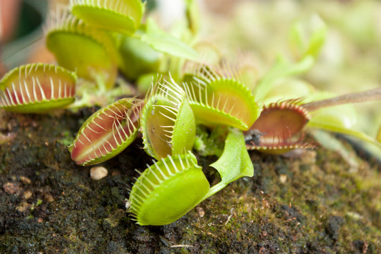 Unveiling the Fascinating World of Insectivorous Plants