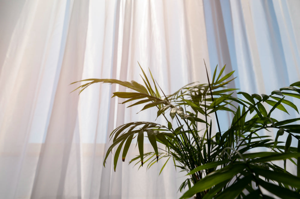 10 Palm Trees You Can Keep Home