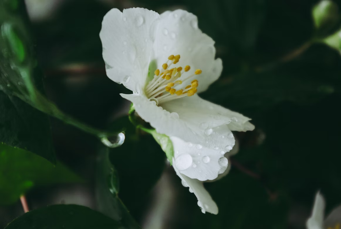 Kunda / Downy Jasmine - Plant