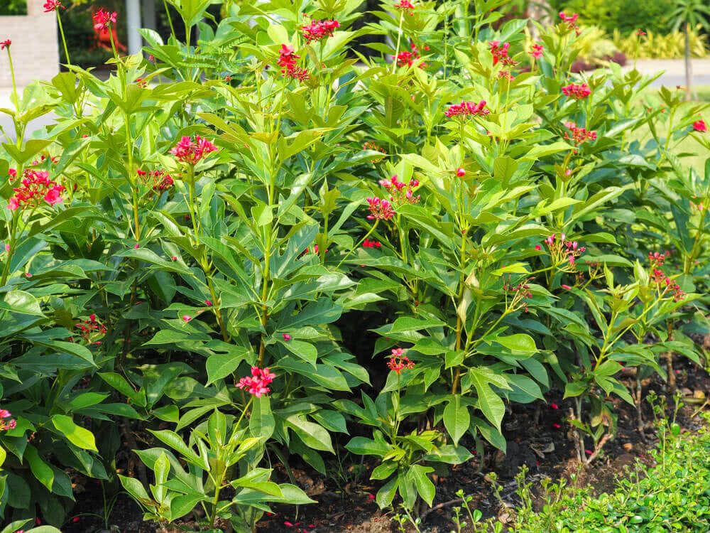 Zatropha Everything You Must Know About The Jatropha Plant – Ugaoo