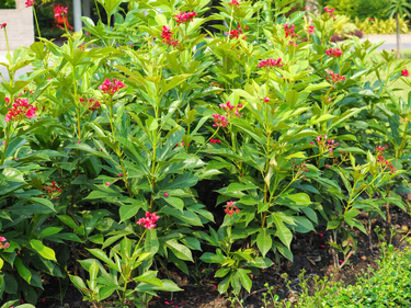 Everything You Must Know About The Jatropha Plant – Ugaoo