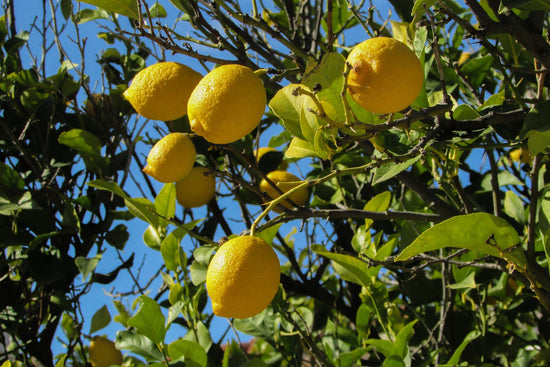 How To Grow & Care For A Lemon Plant