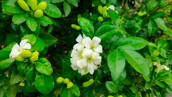Why Is the Madhu Kamini Plant a Must-Have for Your Garden?