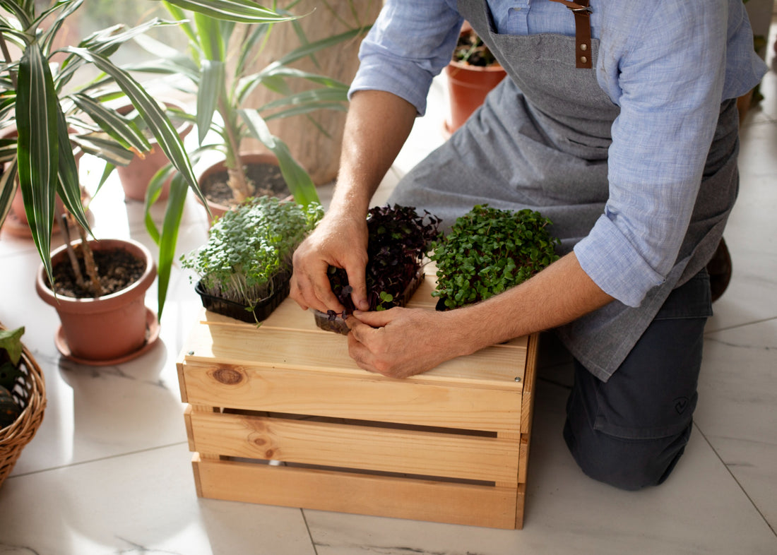 How to Use a Planter Box: Enhance Your Space with Stylish Plant Pots and Wooden Planters
