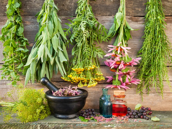 10 Medicinal Plants For Home