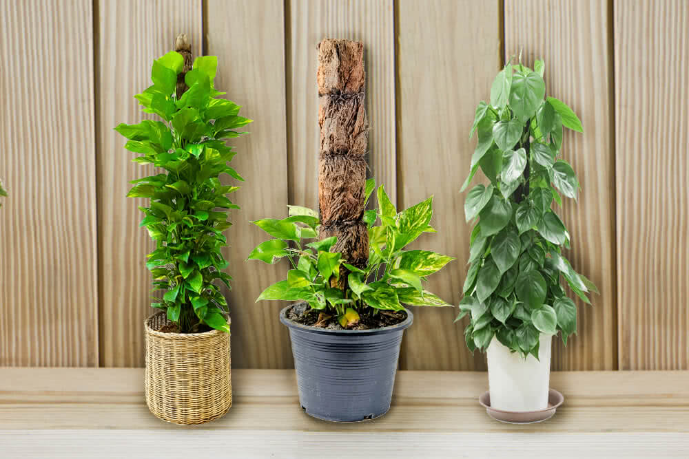 Top 10 house plants for moss sticks