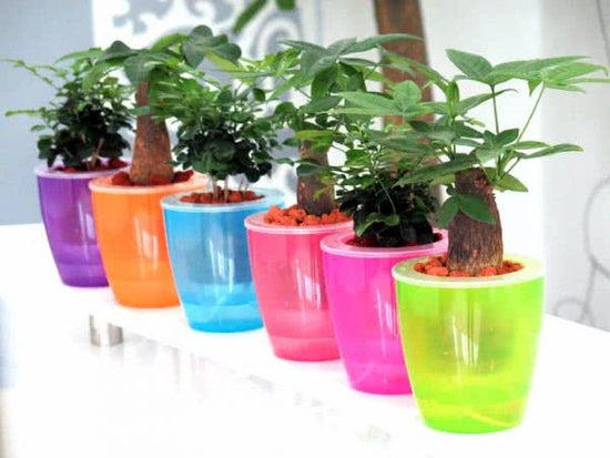 7 Advantages of Self watering Containers