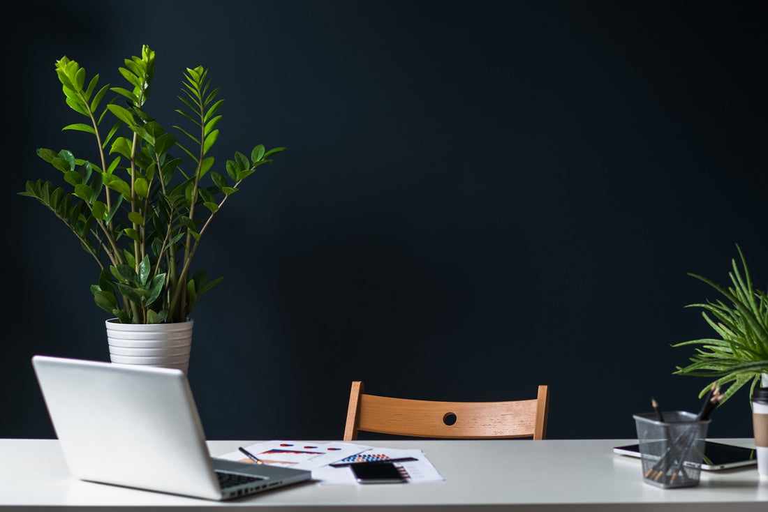 Why you should keep plants on your office desk