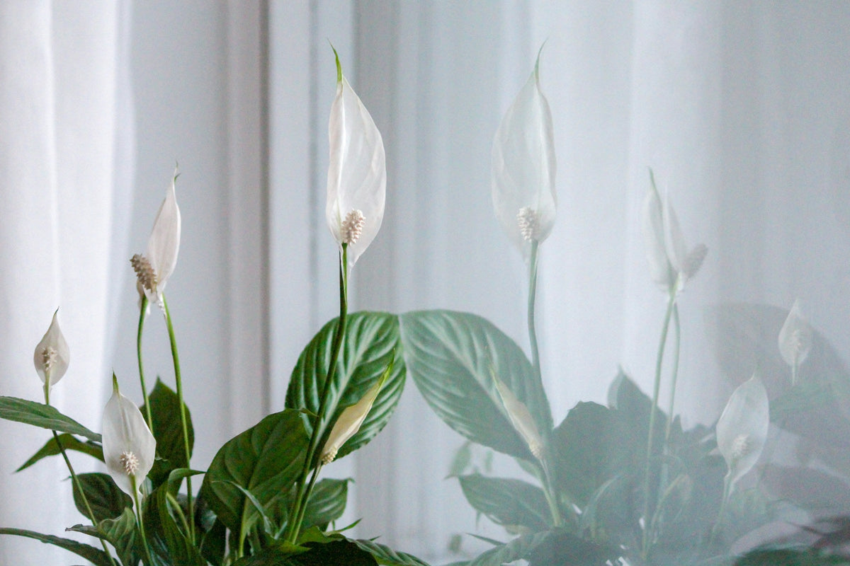 Ugaoo Peace Lily