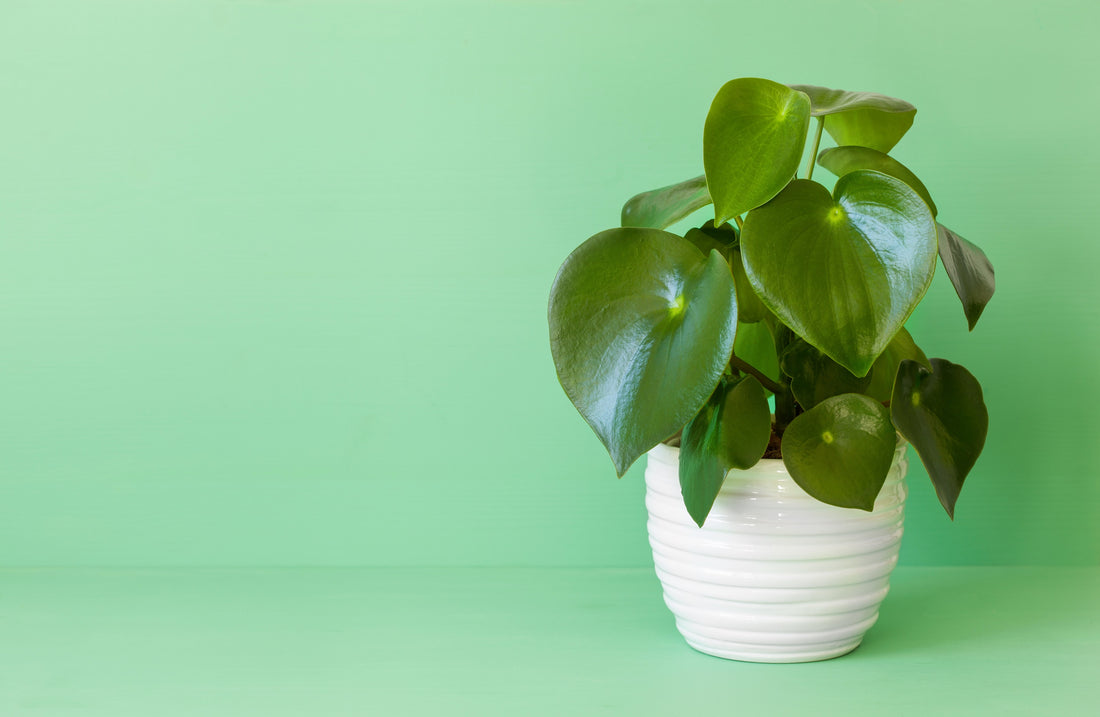 Plant care for dummies - Peperomia