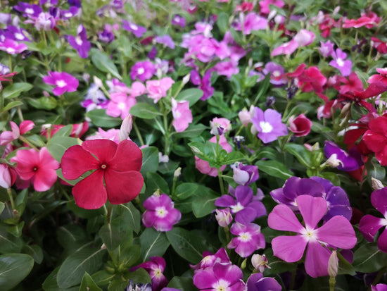 Periwinkle : Types, Care, and Propagation