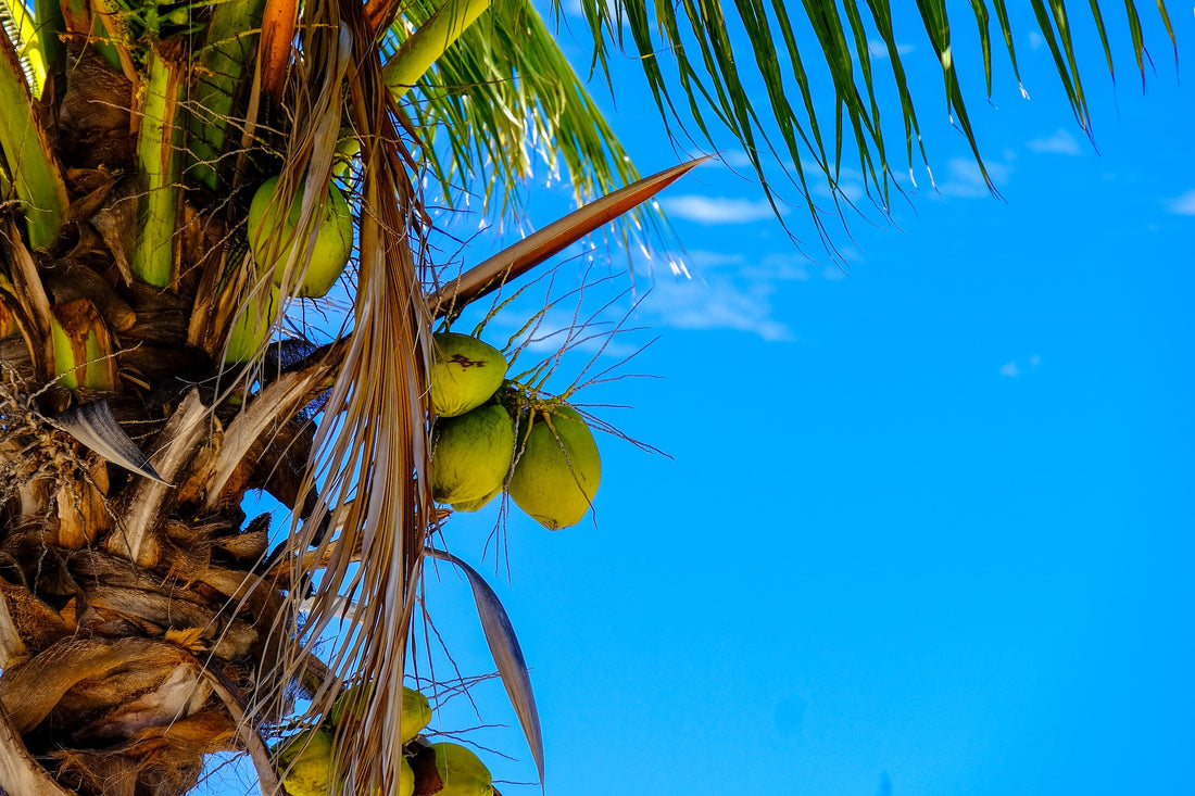 Coconut Tree: Uses & Growing Technique