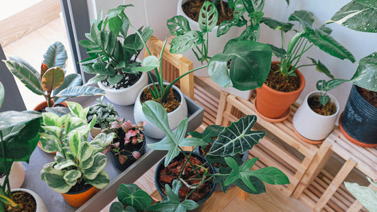 10 Good Luck Plants For Home