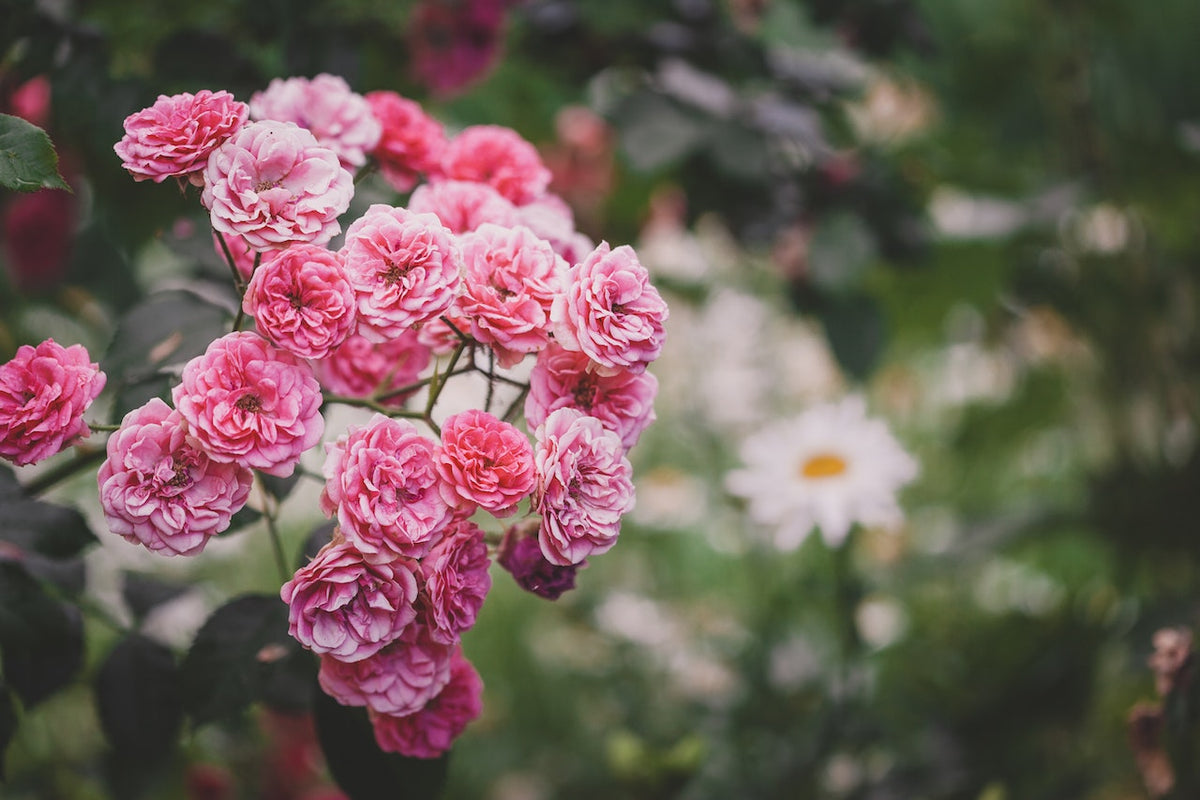 10 Most Expensive Flowers In The World – Ugaoo