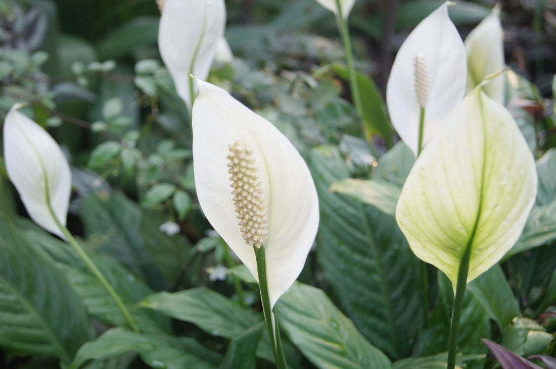 Peace lily: Care, Tips, Benefits , and Propagation