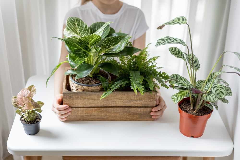 Cultivate Joy: The Green Revolution of Plant Subscription Services