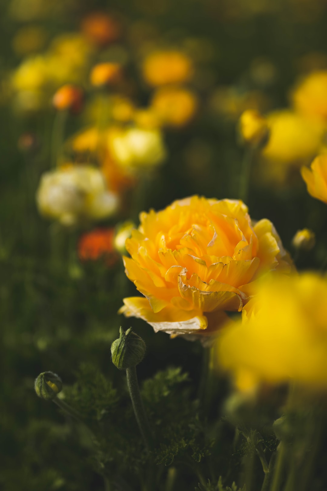 Growing Ranunculus Bulbs In Your Home Garden Here's What You Need to Know