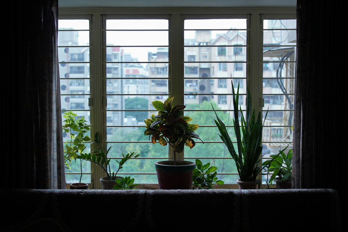 17+ Plants For Apartments Indoor Plants Perfect for Rented Apartments – Ugaoo