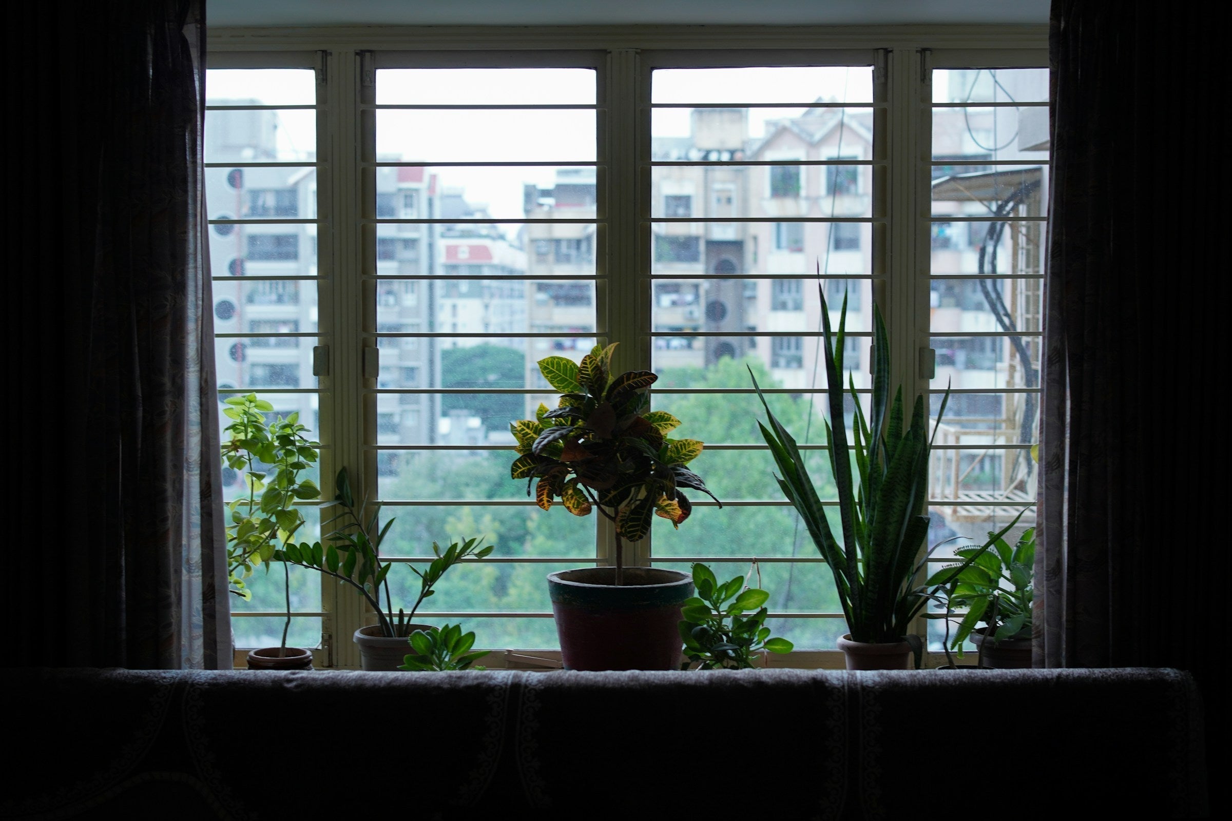 Indoor Plants Perfect for Rented Apartments