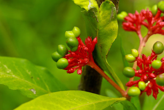 Sarpagandha Plant: Its Benefits, Side-effects, and Precautions