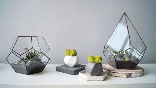 Tabletop Gardening for Office & Home