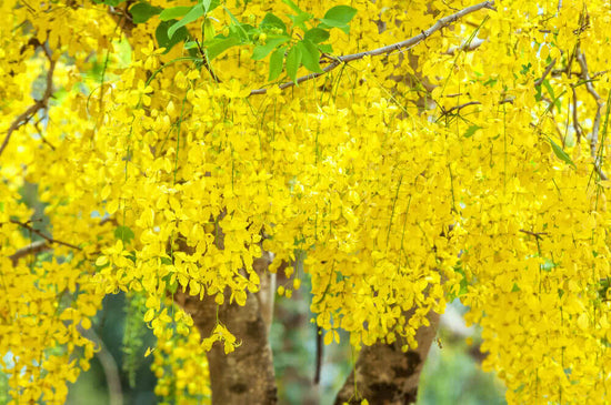 Tree saga: Cassia fistula, The Golden Shower Tree (Amaltas)